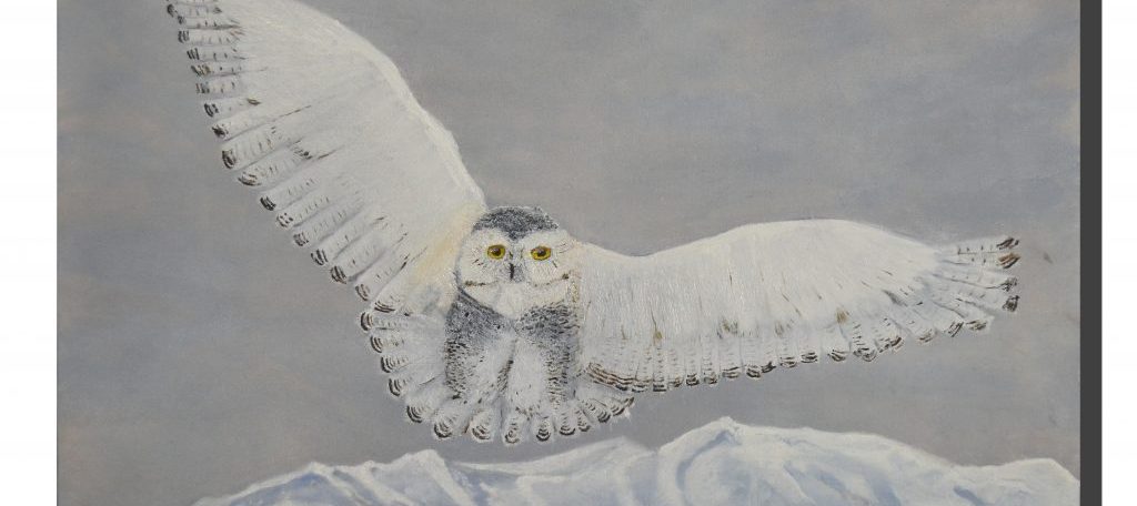 Snowy Owl. 18" x 12"