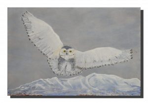 Snowy Owl. 18" x 12"