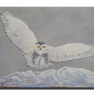 Snowy Owl. 18" x 12"