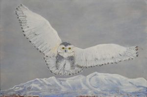 Snowy Owl original oil painting.