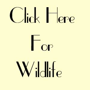 Wildlife on Giclée